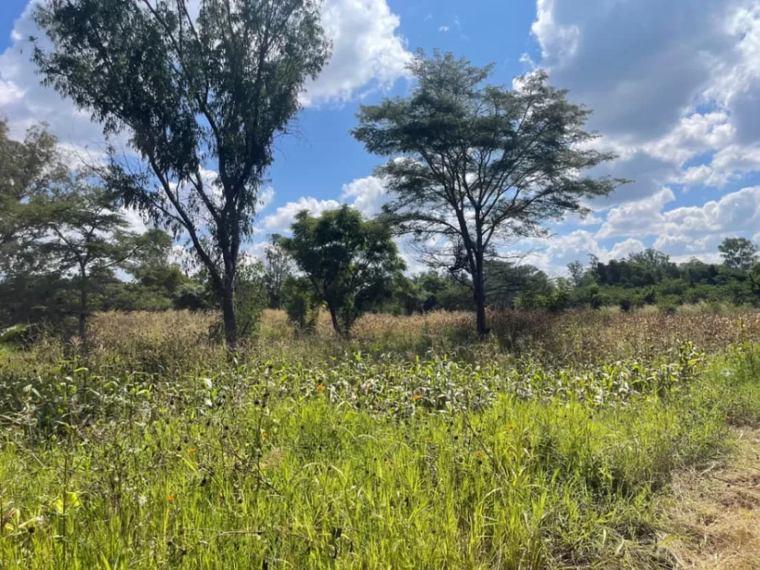 View 33