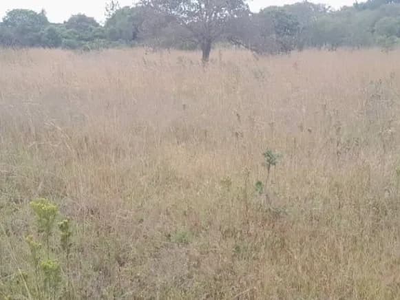 View 25